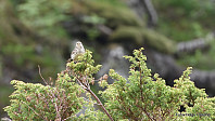 helgeF_20170702_5958dceb130bf.jpg