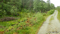 Her tar stien mot Beljaråsen av fra vegen til Hafskorvatnet. Litt myrete de første titalls metrene.