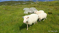 Velkomstkomitéen