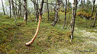 Tydelig at man er i hjorteland.