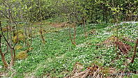 Mange steder var skogbunnen dekket med hvitveis.