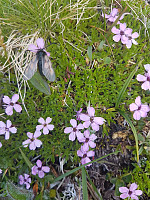 Aleamøbius_20190728_5d3db86e8bbe7.jpg